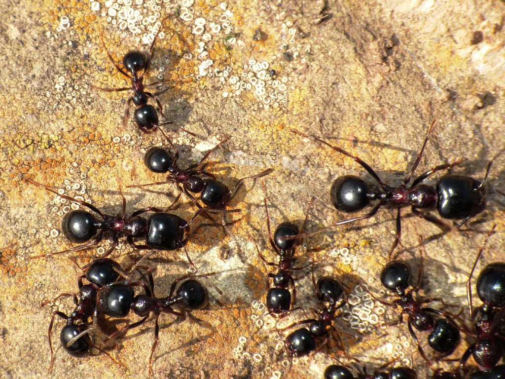 Messor al lavoro - Messor wasmanni (= M.meridionalis)